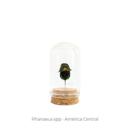 CAPELO DE INSECTO PHANAEUS