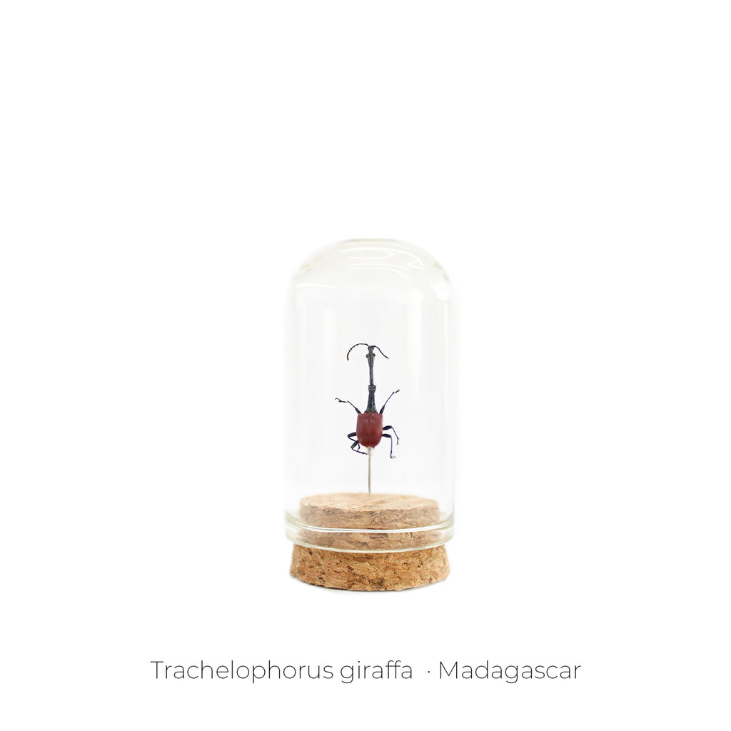 Capelo de Insecto Trachelophorus - artículo decorativo