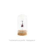 Capelo de Insecto Trachelophorus - artículo decorativo