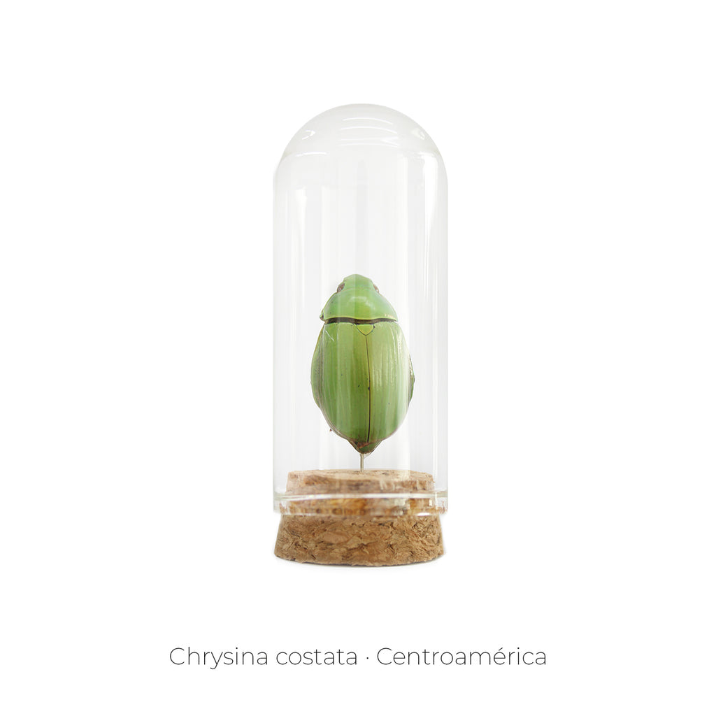 Capelo de Insecto Chrysina Costata - artículo decorativo