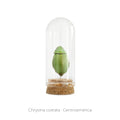 Capelo de Insecto Chrysina Costata - artículo decorativo