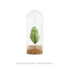 Capelo de Insecto Chrysina Costata - artículo decorativo