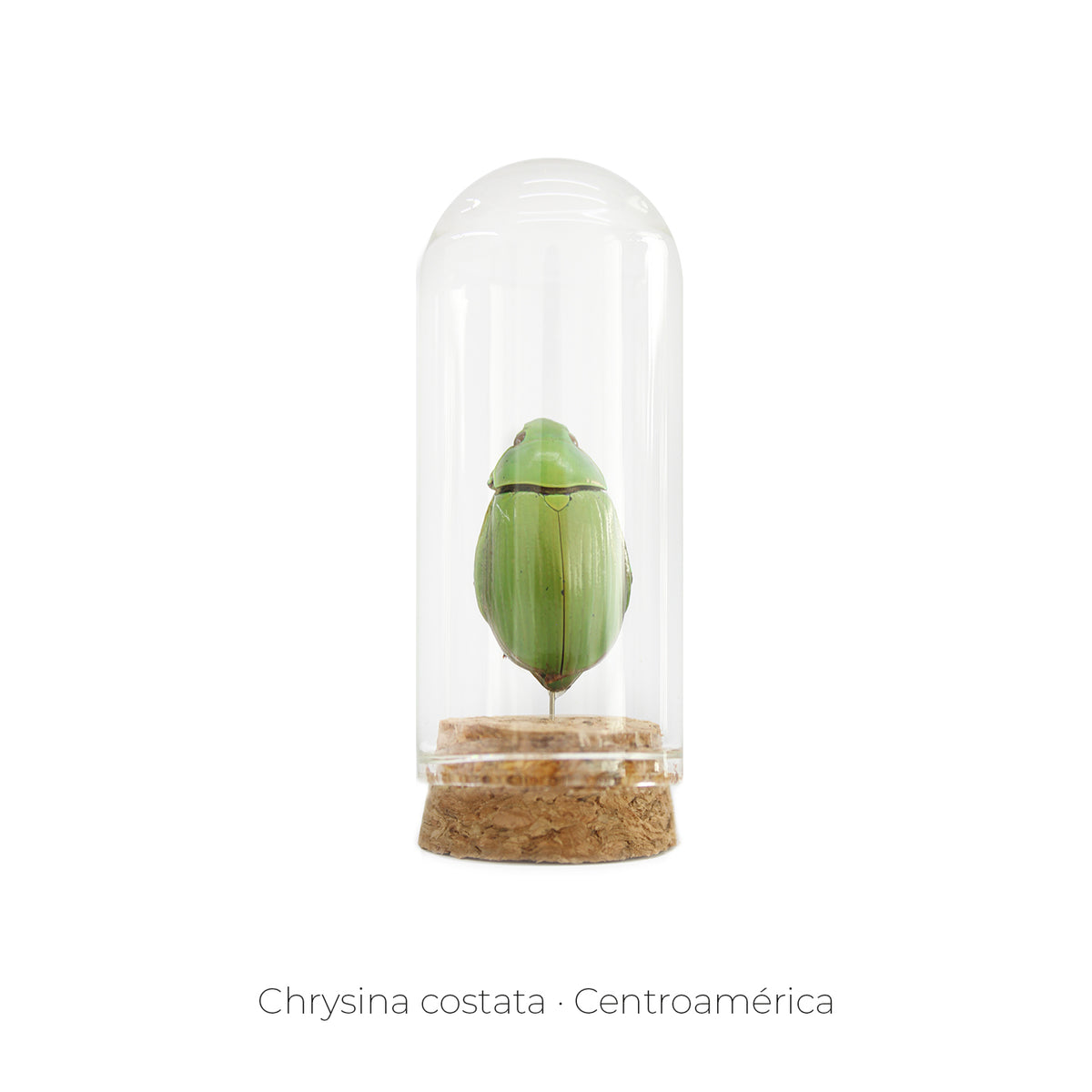 Capelo de Insecto Chrysina Costata - artículo decorativo
