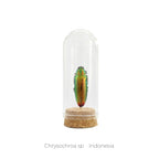 Capelo de Insecto Chrysochroa - artículo decorativo
