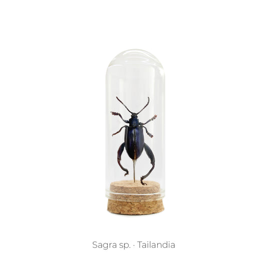 CAPELO DE INSECTO SAGRA.