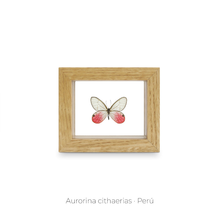 Composición Entomológica: Mariposa Aurorina Cithaerias