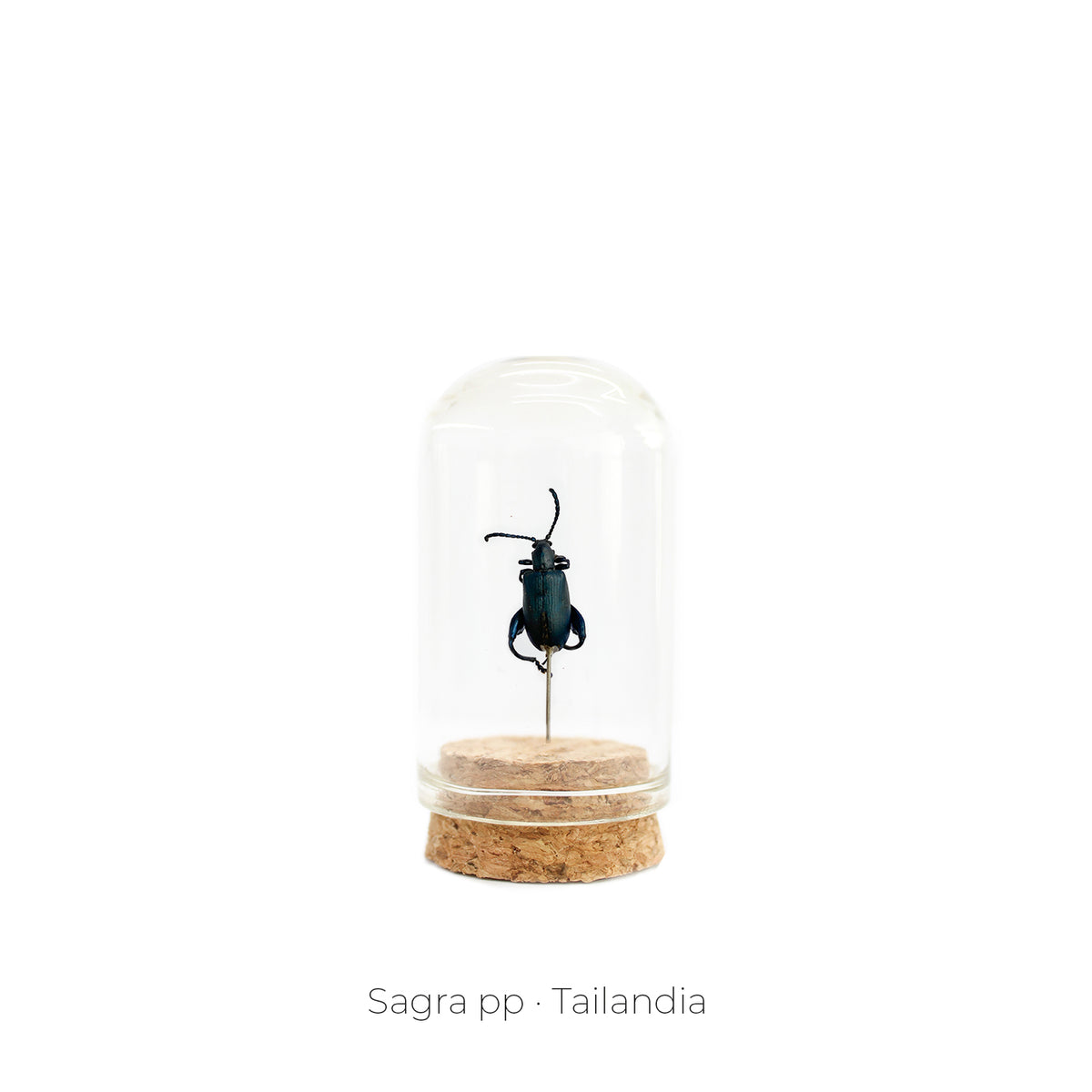 Capelo de Insecto Sagra - artículo decorativo