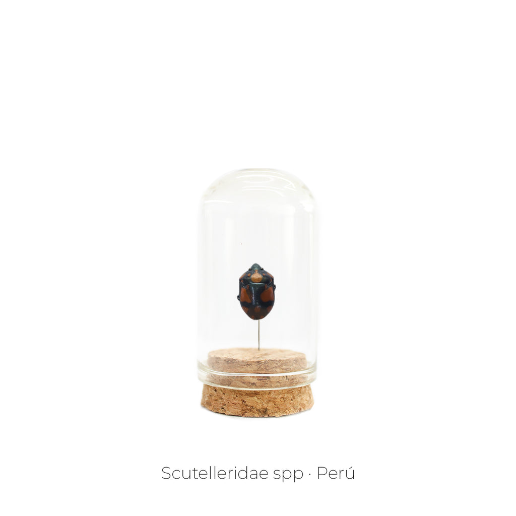 Capelo de Insecto Scutelleridae - artículo decorativo