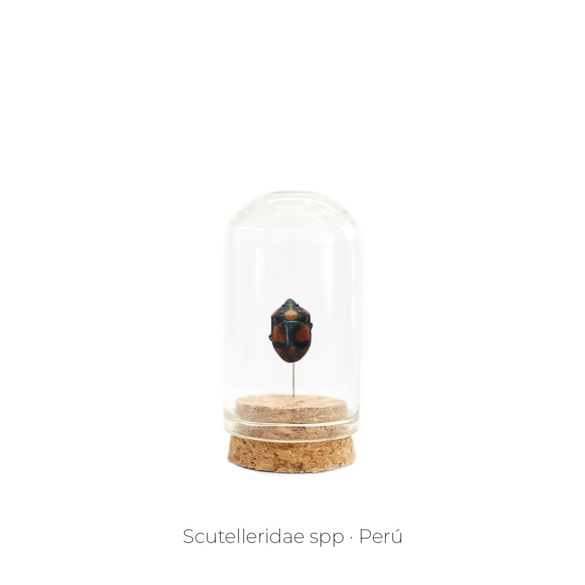 Capelo de Insecto Scutelleridae - artículo decorativo