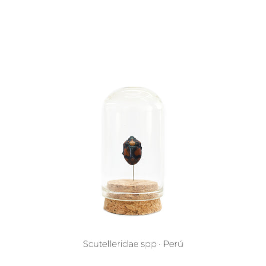 CAPELO DE INSECTO SCUTELLERIDAE.