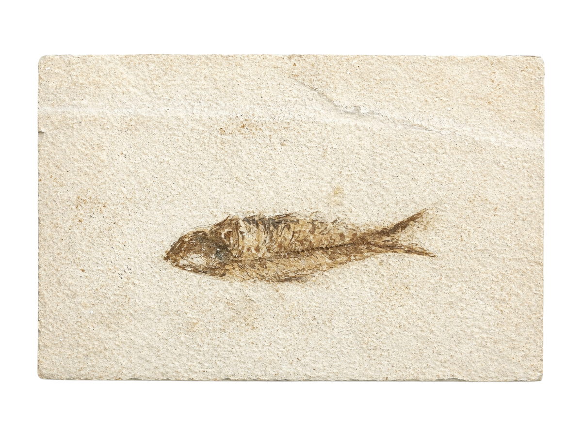 PLACA CON PEZ FÓSIL MEDIANA.