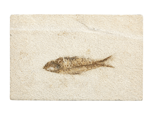 PLACA CON PEZ FÓSIL MEDIANA.