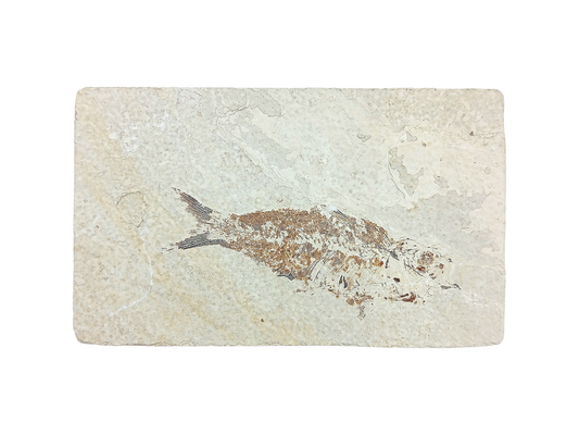 PLACA DE PEZ FÓSIL