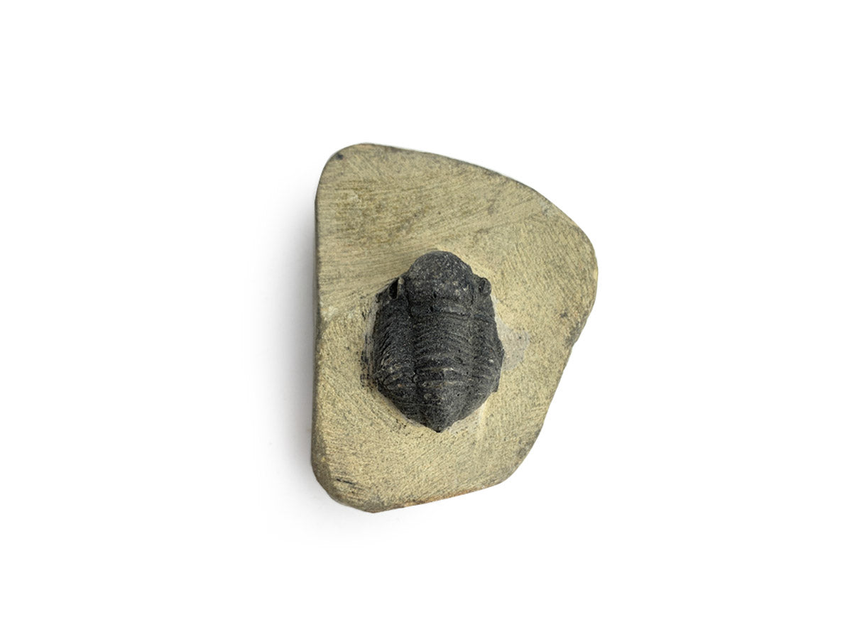 Trilobite Fósil en Matriz Mediano - vista posterior