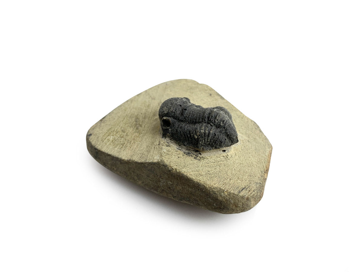 Trilobite Fósil en Matriz Mediano - fósil natural