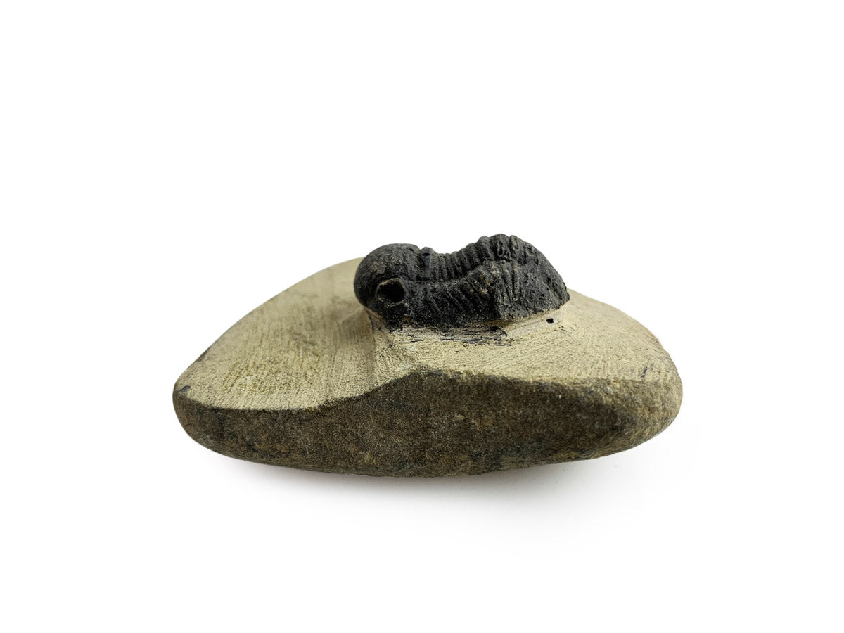 Trilobite Fósil en Matriz Mediano - detalle de textura y color