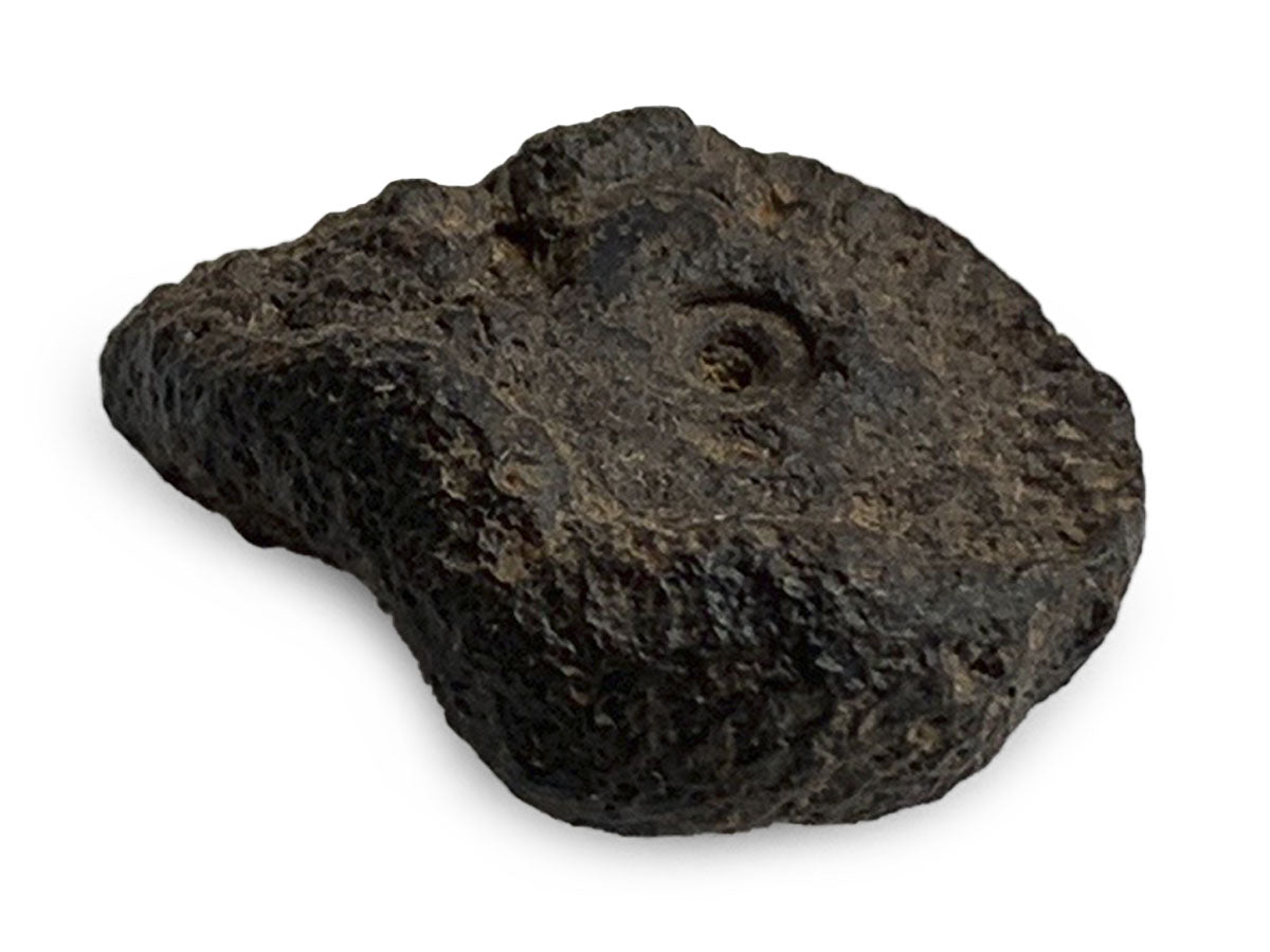 Amonite fósil rústico