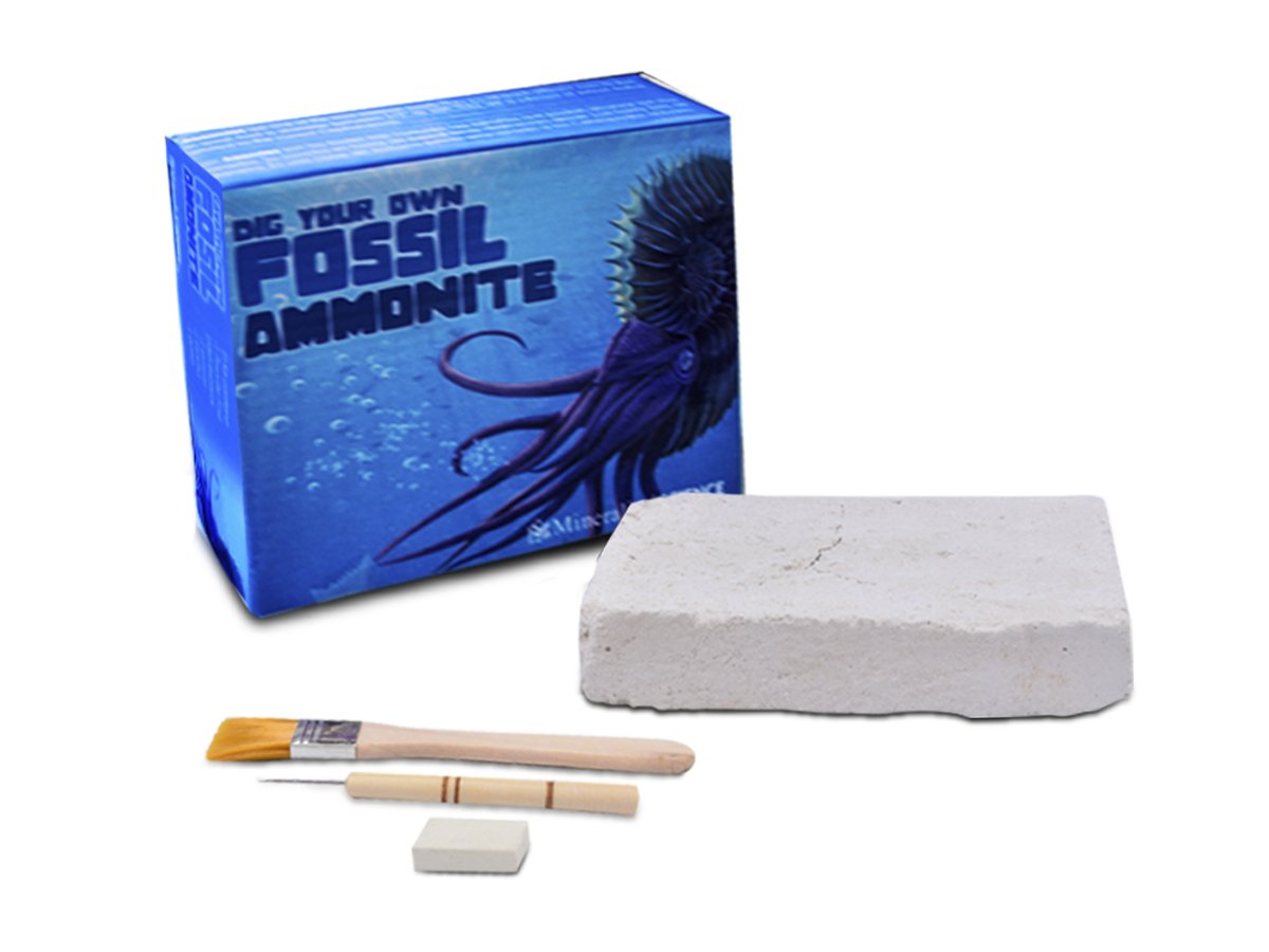 Amonite Fósil Kit De Excavación - Vista 1 | MineraliA