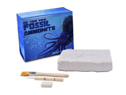 Amonite Fósil Kit De Excavación - Vista 1 | MineraliA