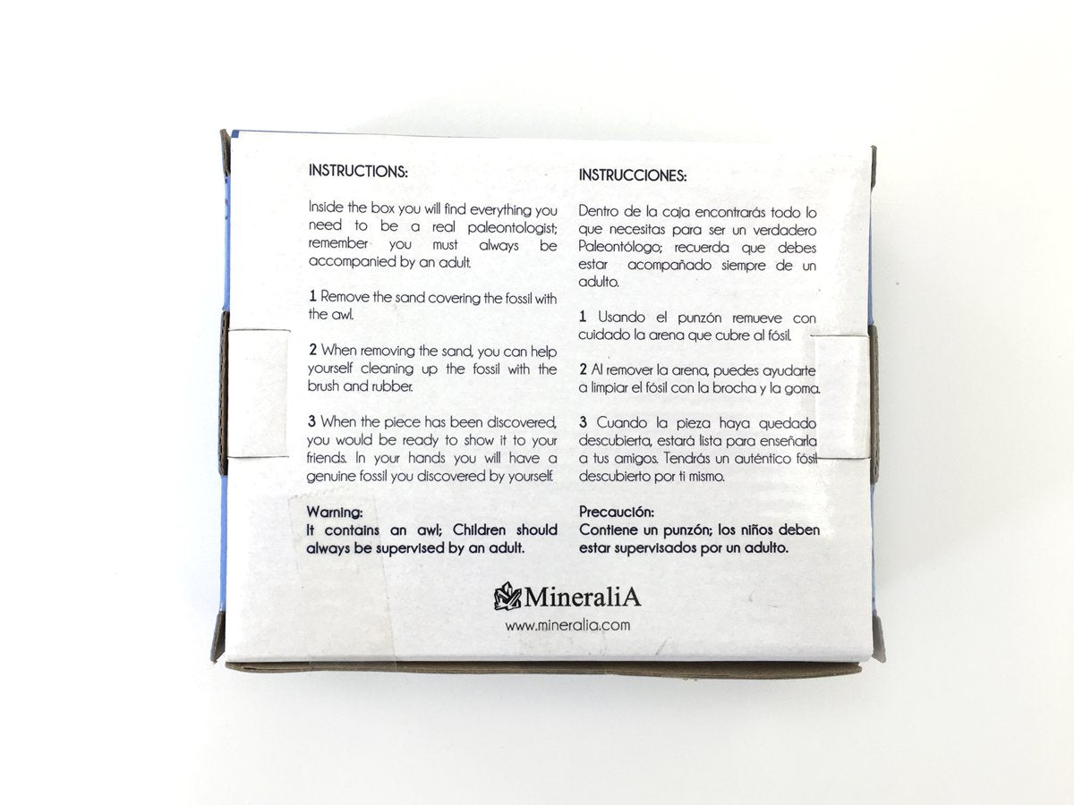 Amonite Fósil Kit De Excavación - Vista 3 | MineraliA