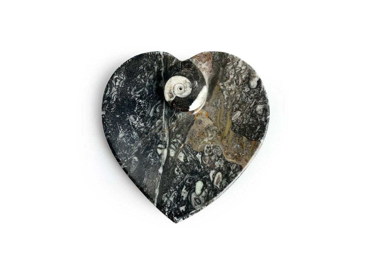 Bowl de Orthocera Fósil Corazón - en forma de corazón