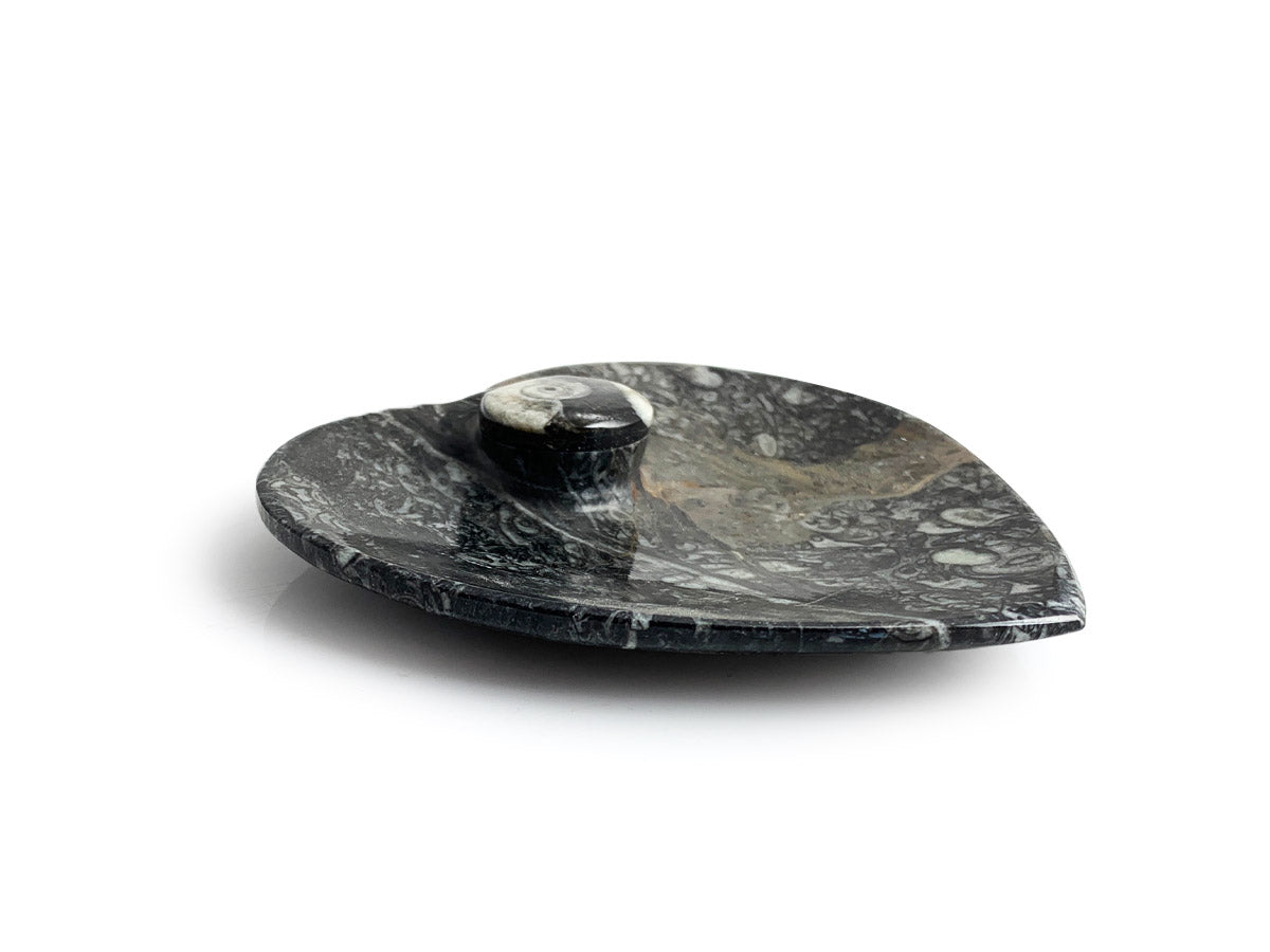 Bowl de Orthocera Fósil Corazón - vista lateral