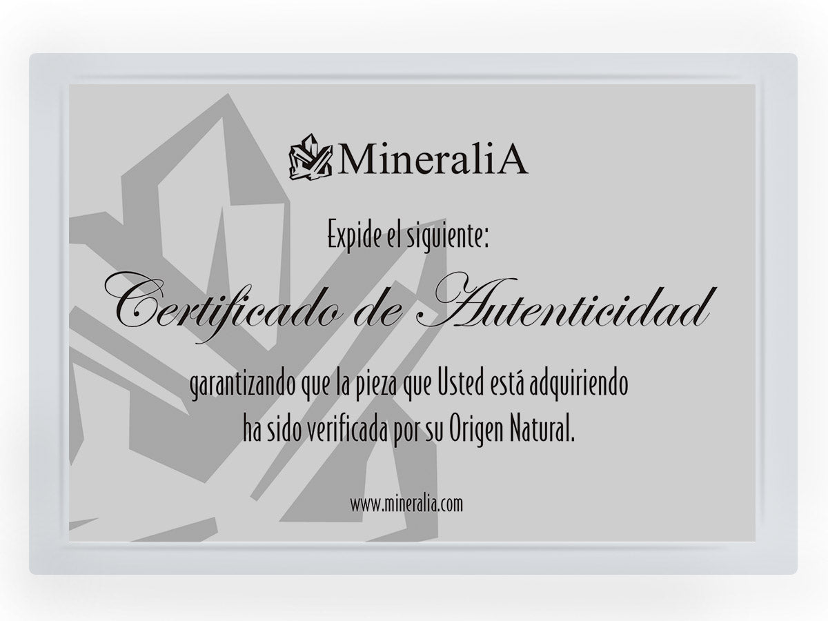 DIENTE DE TIBURÓN FÓSIL DE COLECCIÓN CON CERTIFICADO DE AUTENTICIDAD   sku:15308