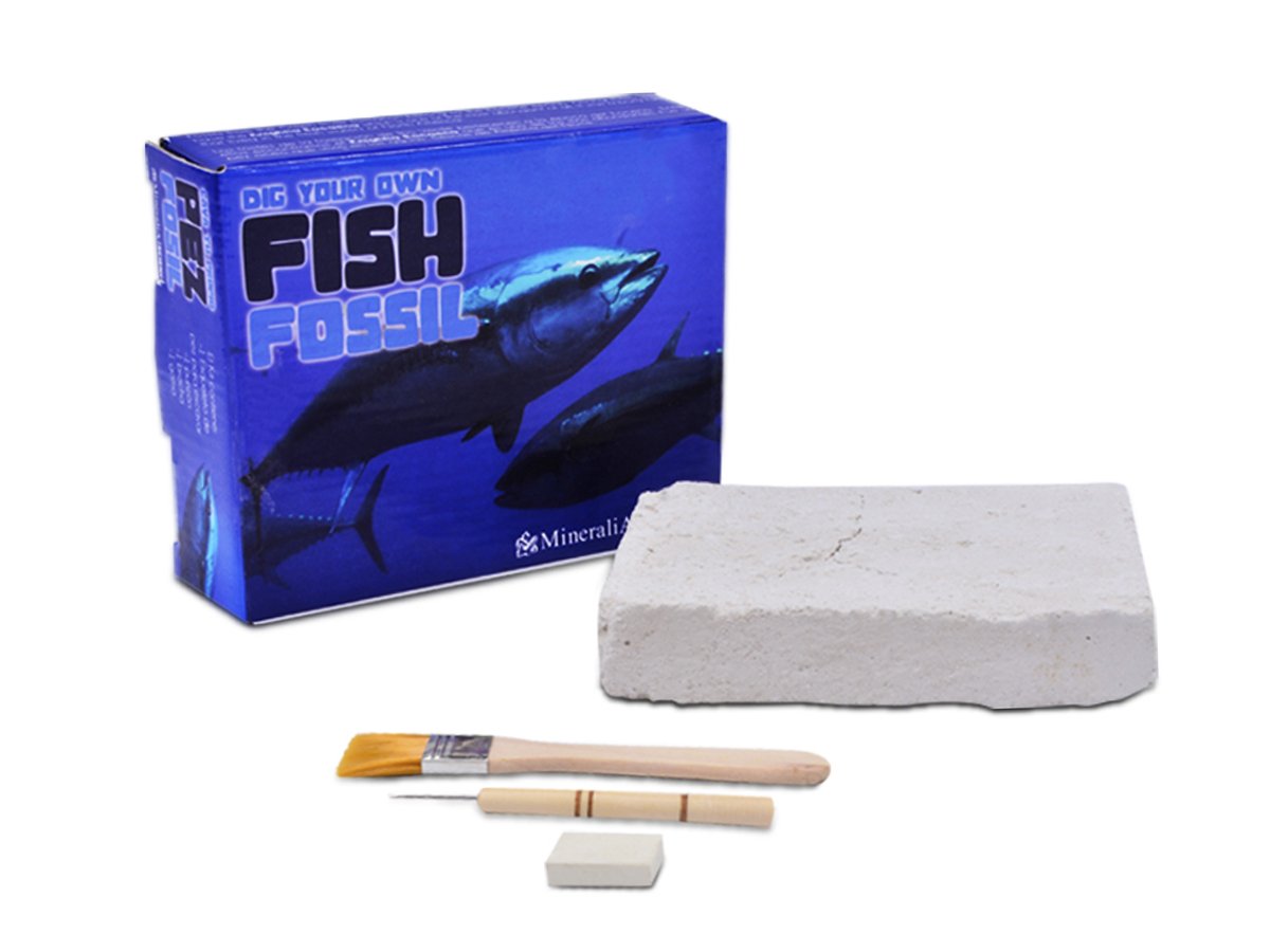 Pez Fósil Auténtico Kit De Excavación - Vista 3 | MineraliA