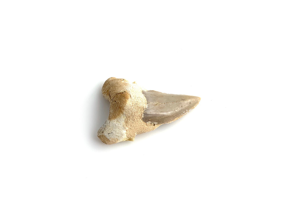 Diente DE Tiburón Fósil 3 CM - Vista 1 | MineraliA