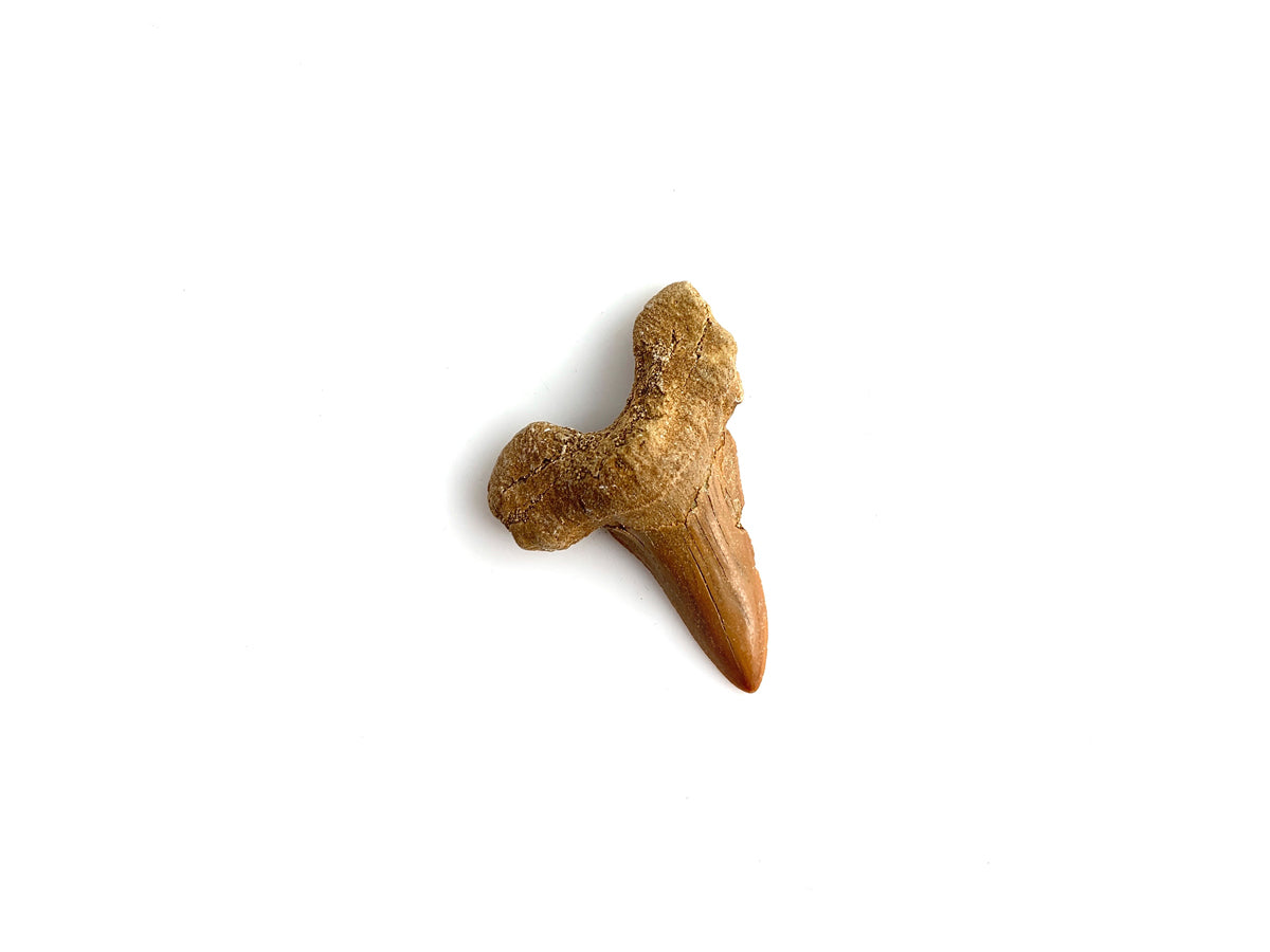 Diente DE Tiburón Fósil 3 CM - Vista 2 | MineraliA