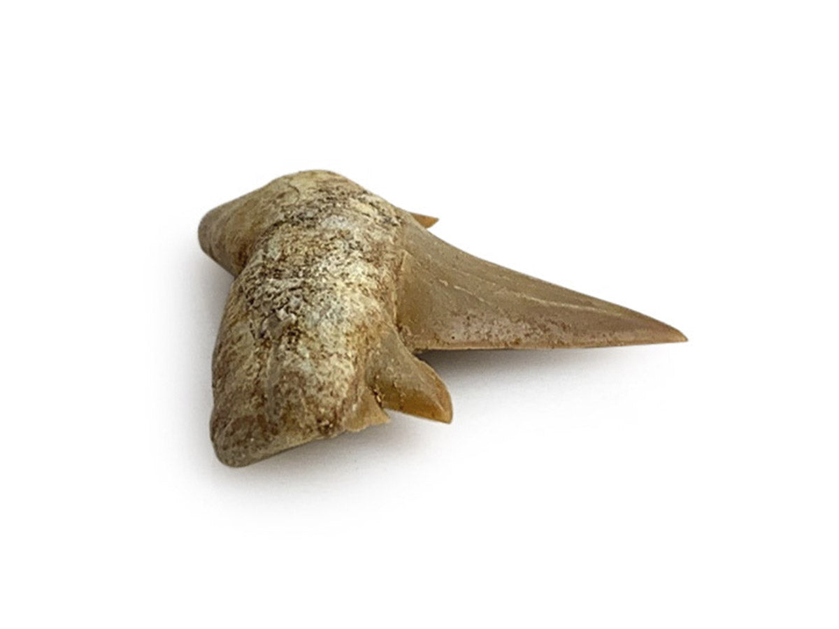 Diente DE Tiburón Fósil 2 A 2.5 CM - Vista 2 | MineraliA
