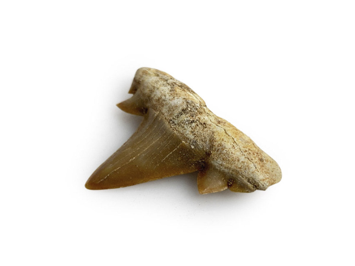 Diente DE Tiburón Fósil 2 A 2.5 CM - Vista 3 | MineraliA