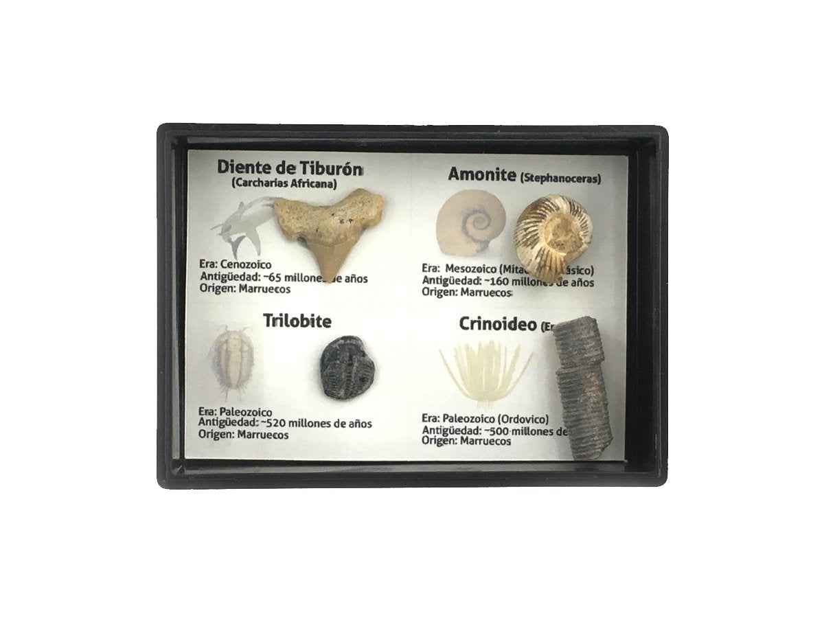 KIT COLECCIONABLE DE 4 FÓSILES