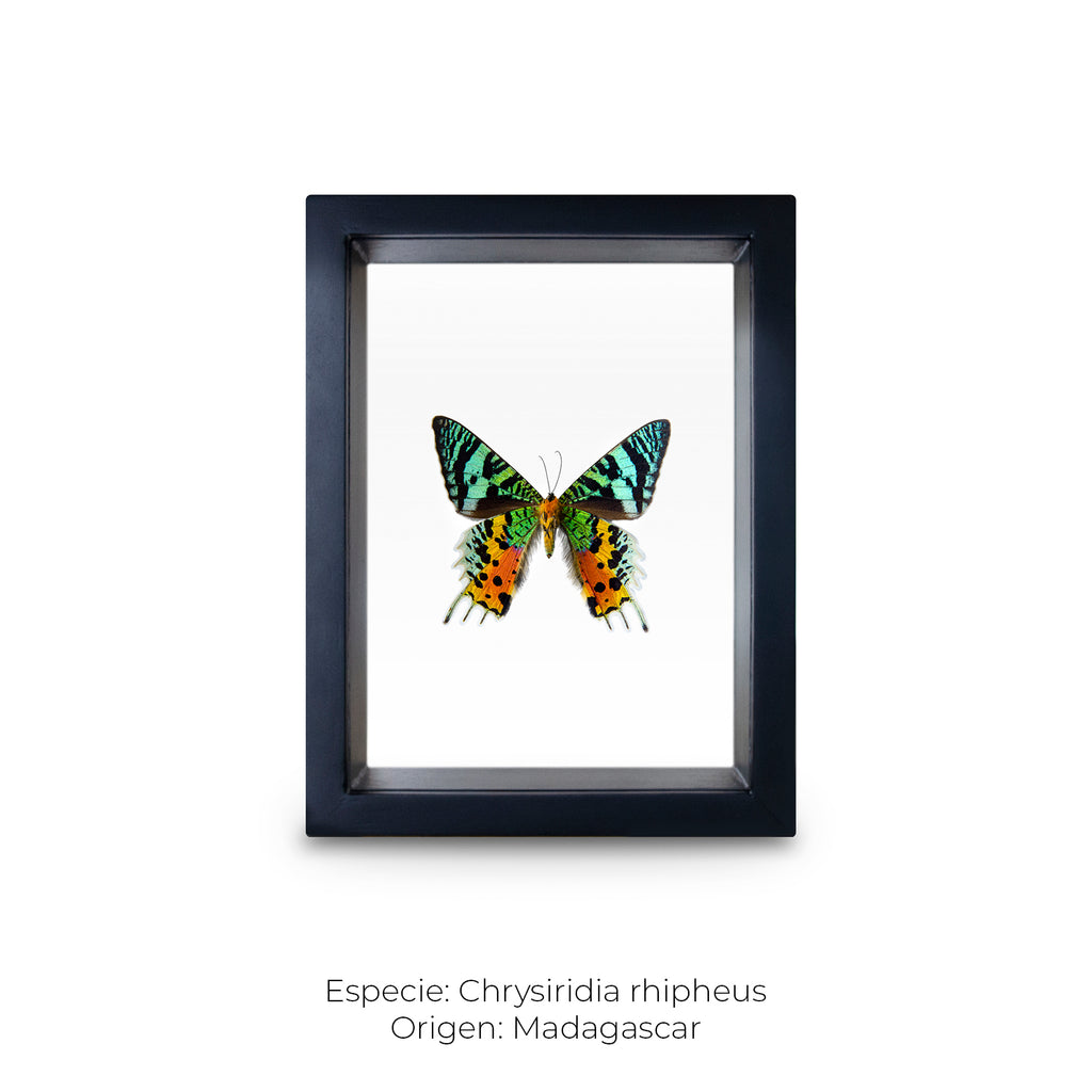 Cuadro de Mariposa Chrysiridia - artículo decorativo