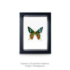 Cuadro de Mariposa Chrysiridia - artículo decorativo