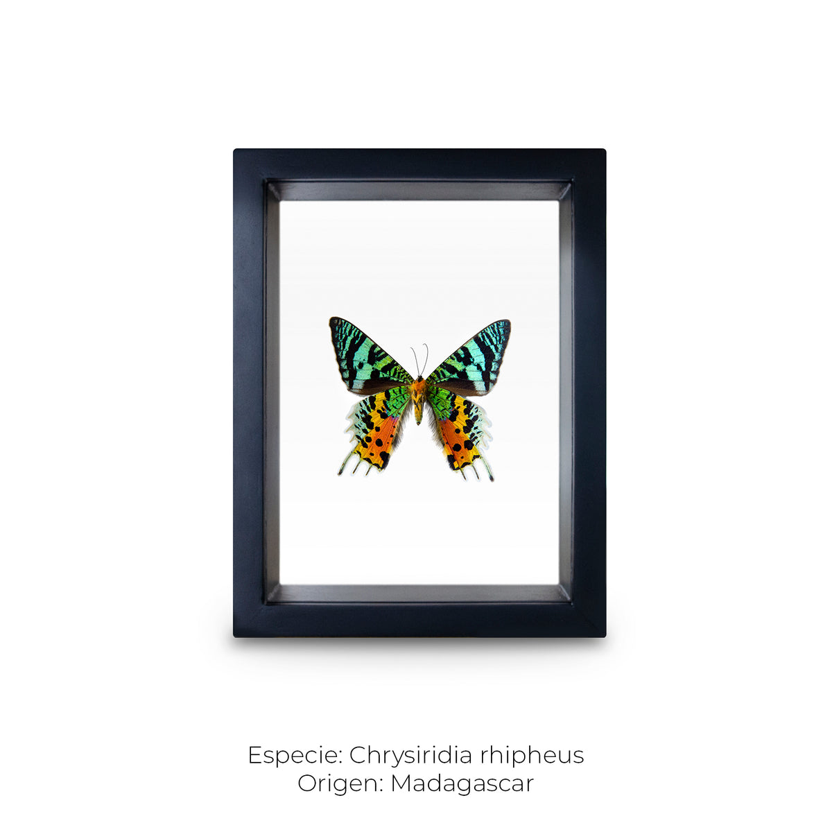 Cuadro de Mariposa Chrysiridia - artículo decorativo