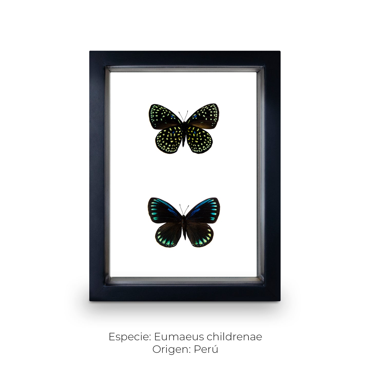 CUADRO DE MARIPOSAS EUMAEUS.