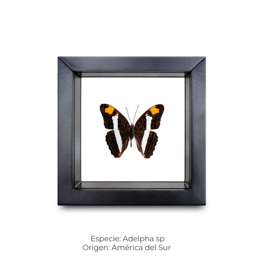 Cuadro de mariposa Adelpha
