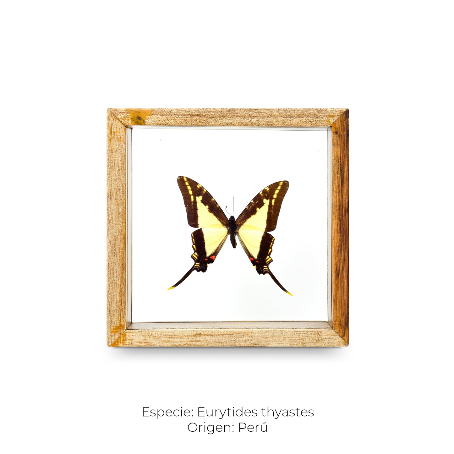 CUADRO DE MARIPOSA EURYTIDES