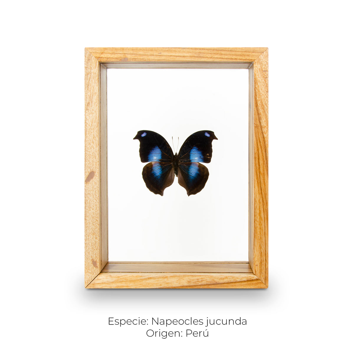Cuadro de Mariposa Napeocles - artículo decorativo