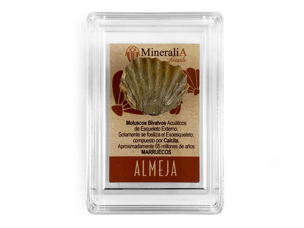 Almeja Rústica Fósil de Colección - fósil natural