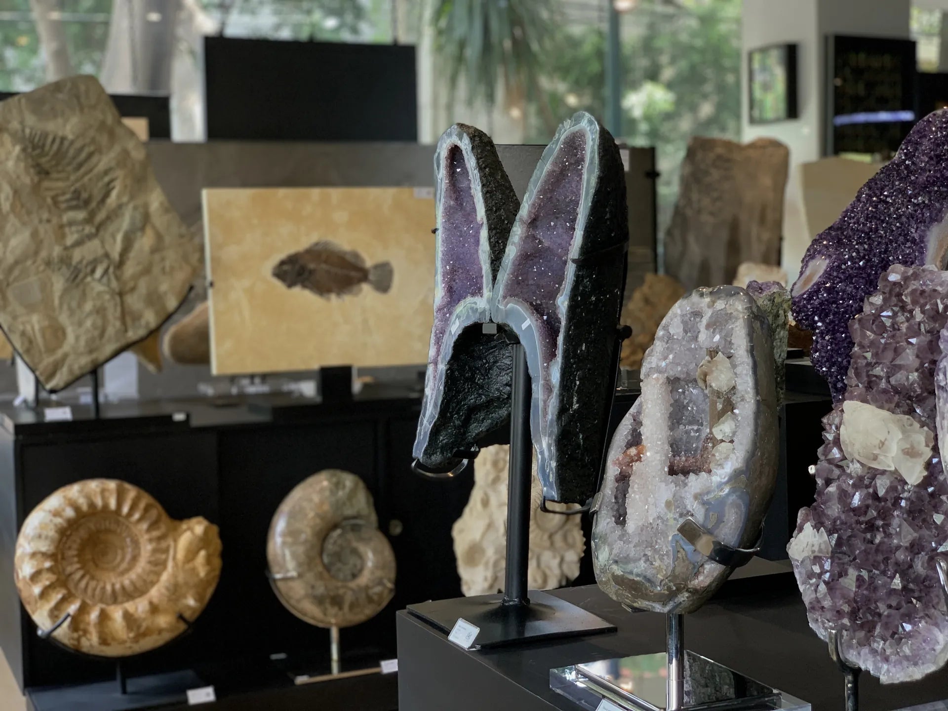 Fósiles de peces, amonitas y geodas en exhibición