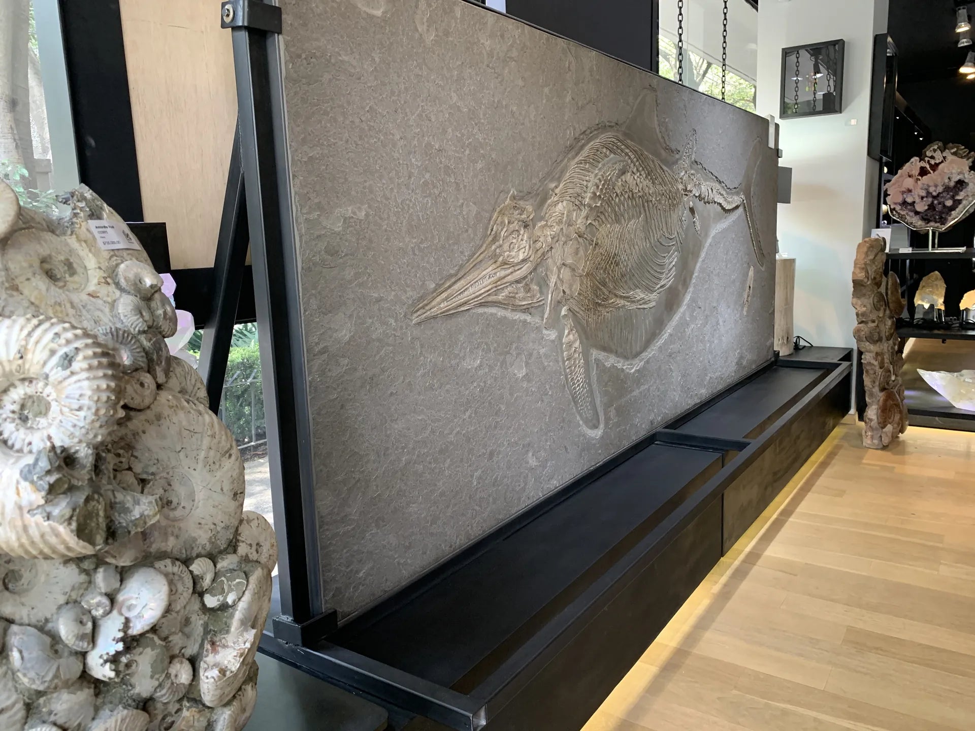 Fósil de ictiosaurio en exhibición junto a amonitas